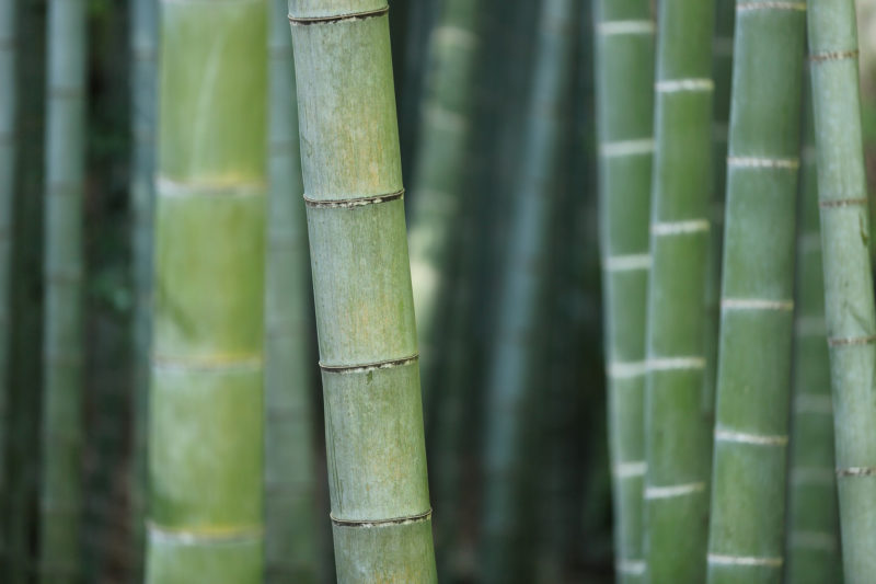 Bambú, una brillant alternativa